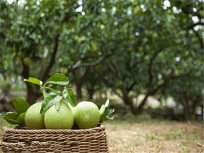 柚子市場遇冷 價格大幅下跌，批發端陷困境