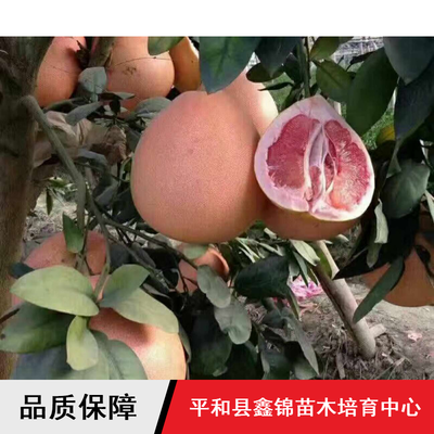 柚子苗木價格與批發指南 鑫錦純正蜜柚、四川管溪三紅蜜柚及葡萄蜜柚解析
