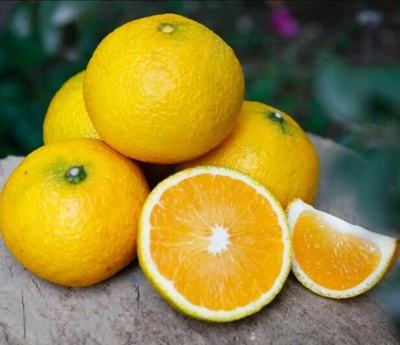 福建南平建陽區桔柚批發 質優價廉，果園直供