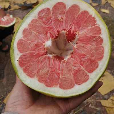 紅心柚批發(fā)價(jià)格探析 優(yōu)質(zhì)貨源，價(jià)優(yōu)物美