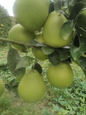 湖南懷化芷江小香柚 質(zhì)優(yōu)價(jià)廉，批發(fā)市場新寵