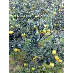 柚子與桔柚市場概覽 批發供應、價格行情與采購平臺指南