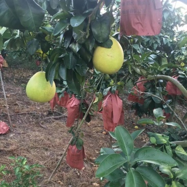 廣西田林紅心柚迎豐收季，質(zhì)優(yōu)價(jià)美引客商