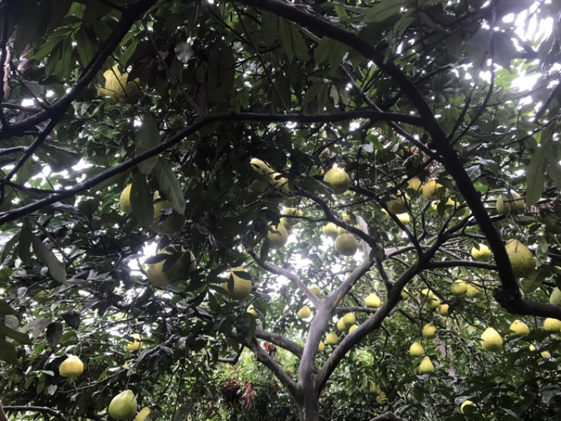 瀘州合江甜柚，沙田柚產(chǎn)地直供，質(zhì)優(yōu)價(jià)廉的批發(fā)選擇