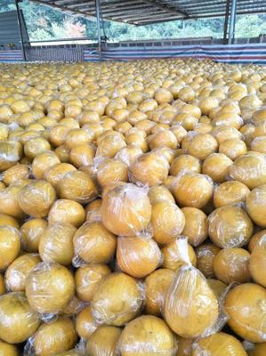 江永香柚 百年傳承的“柚”惑，一塊八的田園經(jīng)濟(jì)新活力