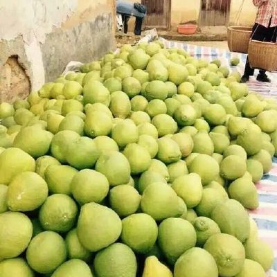 3斤以上柚子供應與批發指南 品質優選，渠道直通